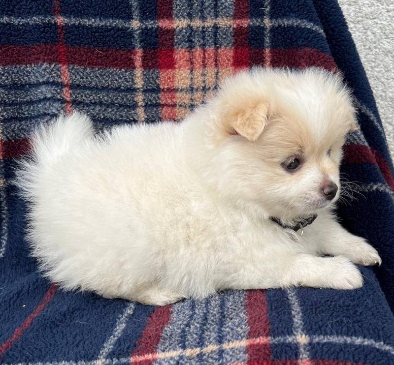 Pure bred mini Pomeranian *catalinamarisol3@gmail.com* Image eClassifieds4u