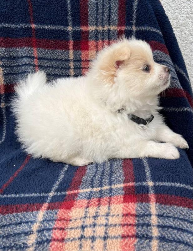 Re-homing my 4 month old Pomeranian*catalinamarisol3@gmail.com* Image eClassifieds4u