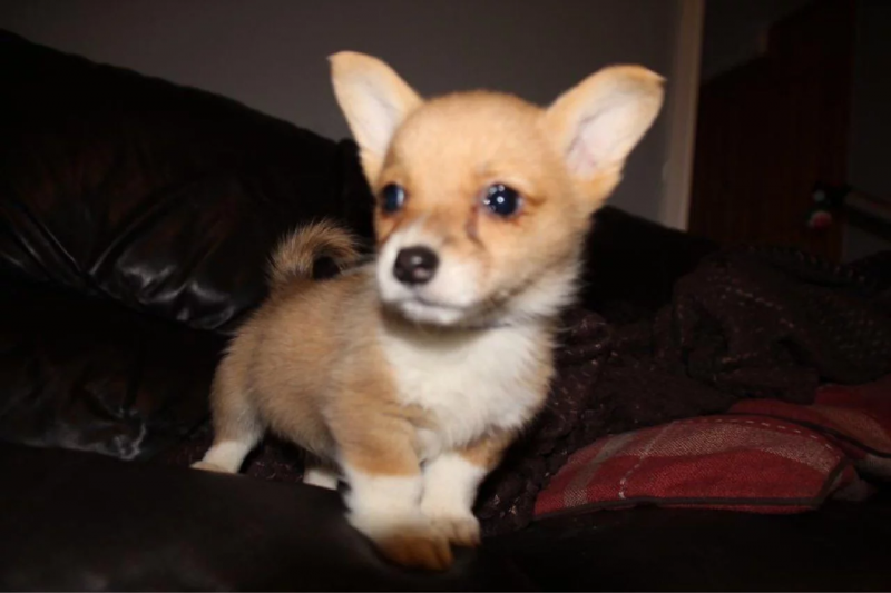 Rehoming Puppy Pembroke Welsh Corgi*catalinamarisol3@gmail.com* Image eClassifieds4u