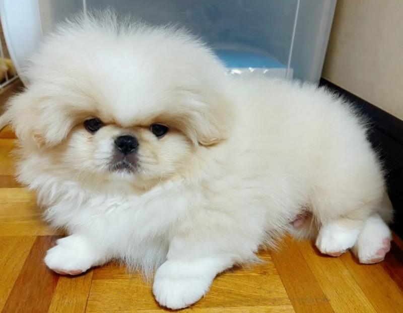 🟥🍁🟥 LOVELY 💗 CANADIAN PEKINGESE 🐕 🐕PUPPIES 💗🍀🍀 Image eClassifieds4u