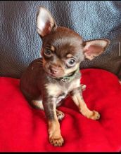 Apple head Chihuahua Puppies Available for adoption
