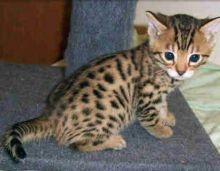 Beautiful F1 and F2 Savannah kittens ready now