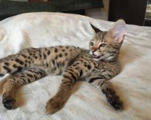 Beautiful F1 and F2 Savannah kittens ready now