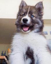 Siberian Husky puppies available in good health condition for new homes