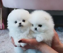 snow white t-cup Pomeranian puppies