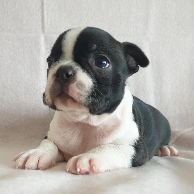 Boston Terrier puppies for good re homing to interested homes. Image eClassifieds4u