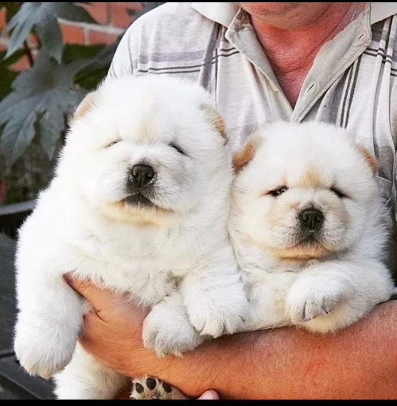 Chow Chow Image eClassifieds4u
