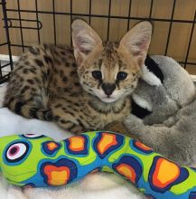 Beautiful F1 and F2 Savannah kittens ready now Image eClassifieds4u 4