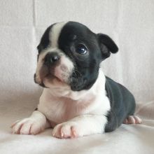 Boston Terrier puppies for good re homing to interested homes. Image eClassifieds4U