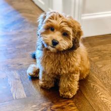 Cavapoo puppies available in good health condition for new homes Image eClassifieds4u 2