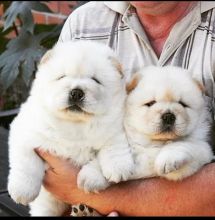Chow Chow Image eClassifieds4u 2