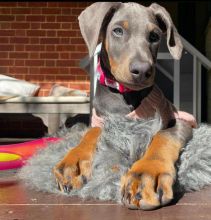 Doberman Pinscher Puppies Available For Good Homes Image eClassifieds4U