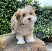 Havanese puppies available in good health condition for new homes Image eClassifieds4U