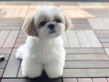 Shih Tzu puppies available in good health condition for new homes Image eClassifieds4u 2