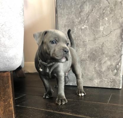 adorable face! Staffordshire Bull Terrier puppies Image eClassifieds4u