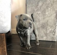 3 Staffordshire bull terrier pups!