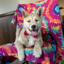 Adorable male and female Pomsky Puppies