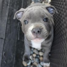 Adorable male and female Staffordshire bull terrier puppies