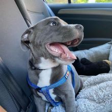 Awesome Staffordshire Bull Terrier puppies