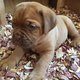Fantastic Dogue De Bordeaux Puppies for Sale