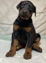 Fine Doberman Pinscher Puppies