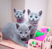frtr Russian Blue Cats