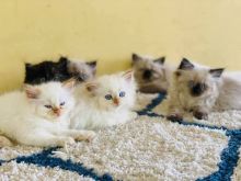 Himalayan kittens for sale