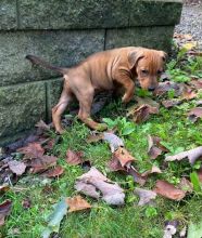 lovely German pinscher puppies