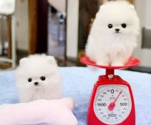 male and female tea cup Pomeranian puppies