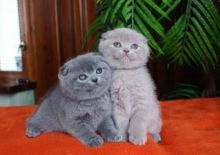 Scottish Fold kittens for sale.