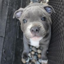 Staffordshire bull terrier puppies