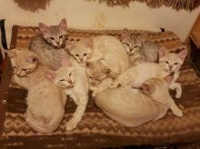 swwegtrh Australian Mist kittens for sale