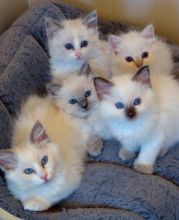 vbgfj Ragdoll kittens Cats