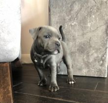 Very healthy and cute Staffordshire Bull Terrier puppies for you.