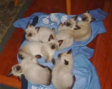 xdgtyj Siamese kittens available now.
