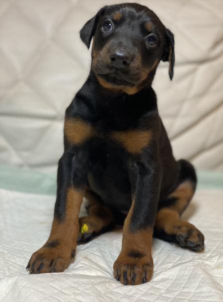 Available Cute Doberman Pinscher Puppies Image eClassifieds4u
