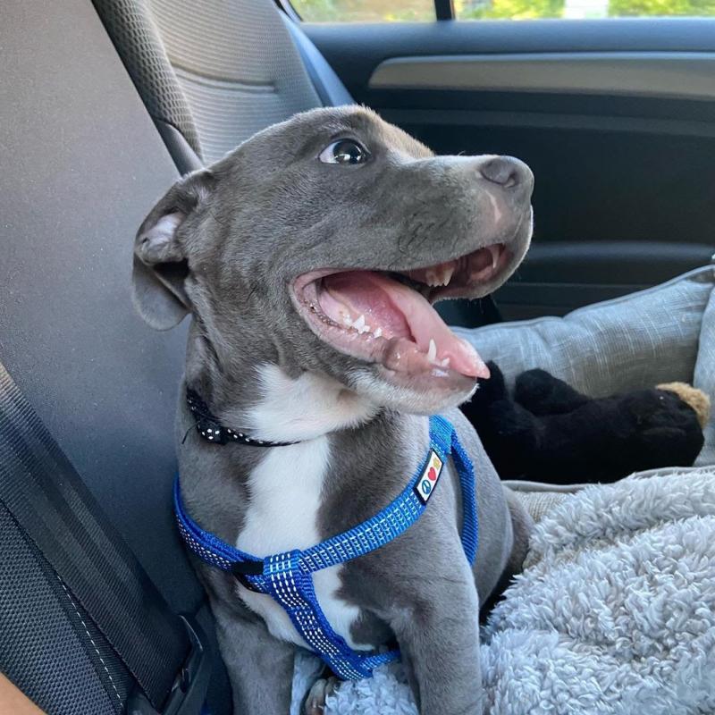 Blue Staffordshire Bull Terrier puppies Image eClassifieds4u