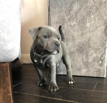 Blue Staffordshire Bull Terrier puppies Image eClassifieds4u