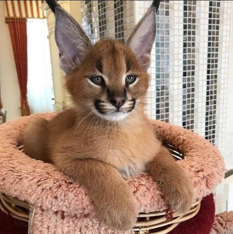 cdfbg CARACAL CATS Image eClassifieds4u
