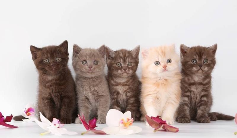 degrtuy b British Shorthair Image eClassifieds4u