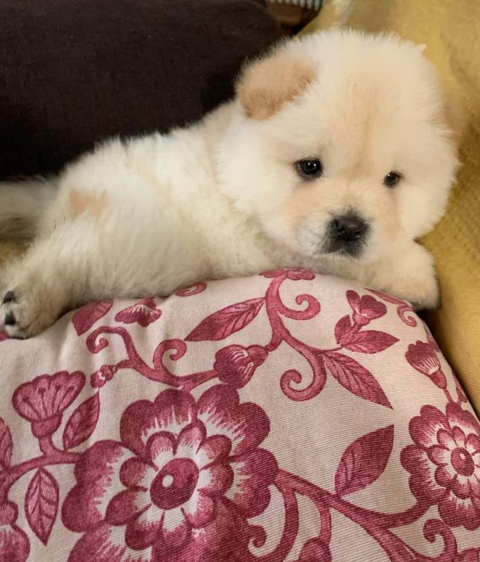 Lovely Chow Chow puppies for rehoming (liamsteve8523@gmail.com) Image eClassifieds4u
