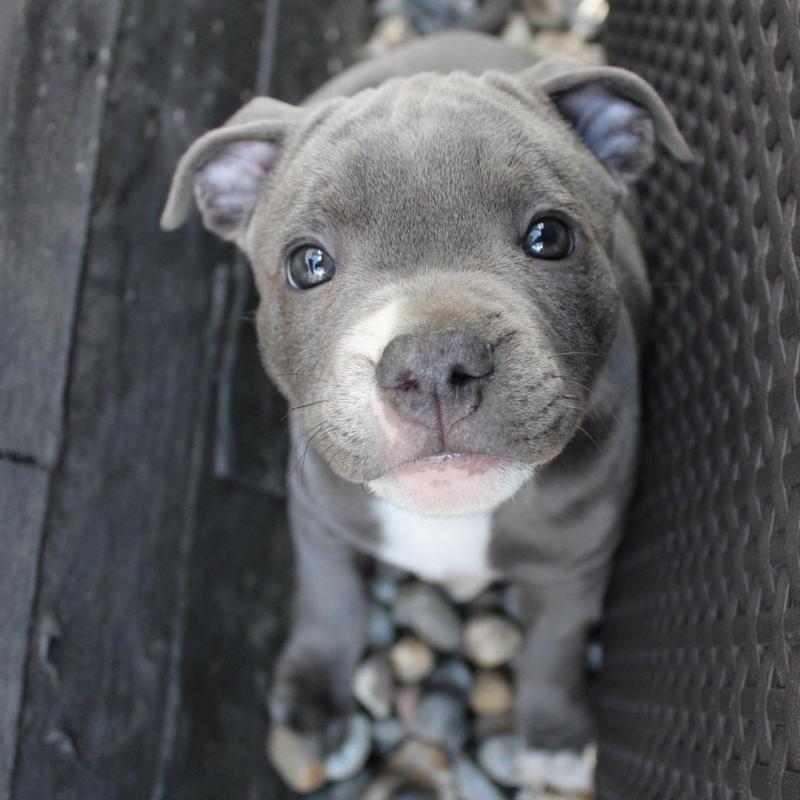 loving Staffordshire Bull Terrier puppies available now Image eClassifieds4u