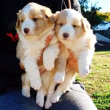 Beautiful border collie puppies for adoption (steves85scott@gmail.com) Image eClassifieds4u 2