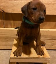 German pinscher puppies available Image eClassifieds4u 2