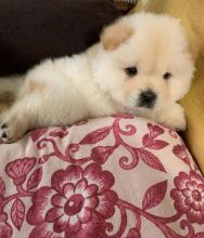 Lovely Chow Chow puppies for rehoming (liamsteve8523@gmail.com) Image eClassifieds4u 2
