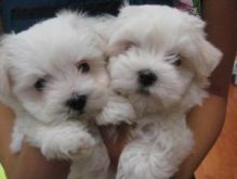 Maltese Puppies Available Image eClassifieds4U