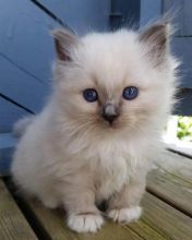 scegr Very Friendly Birman kittens Image eClassifieds4U