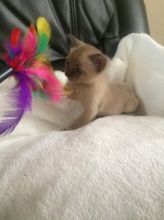 sdfgfbfdv Burmese Kittens available Image eClassifieds4U