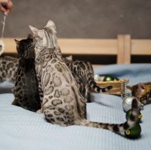xsgrh bengal kittens for sale Image eClassifieds4U