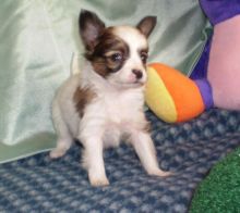Adorable male and female Papillon Puppies